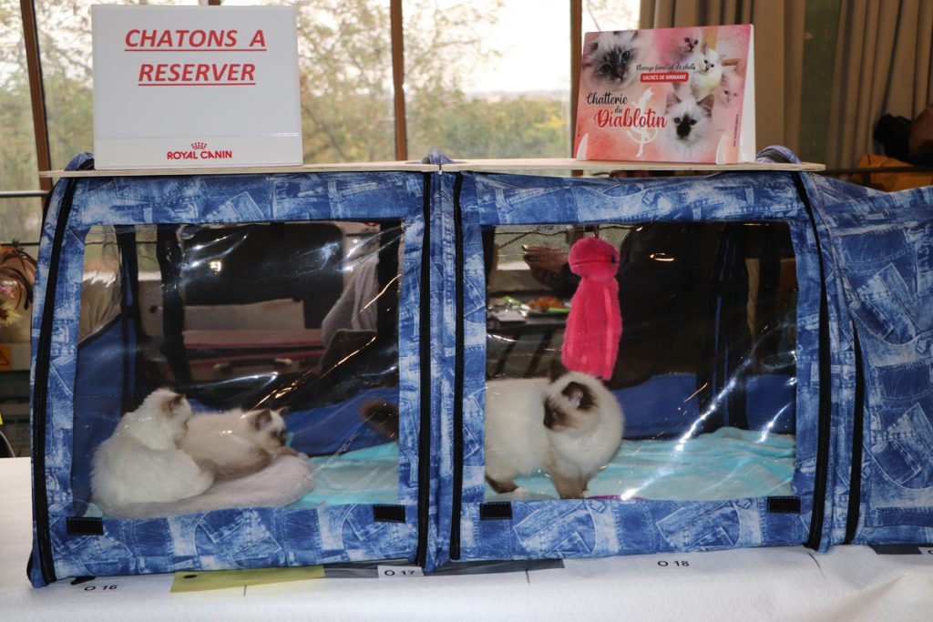 Salon du Chat - Ville de Nogent-sur-Marne
